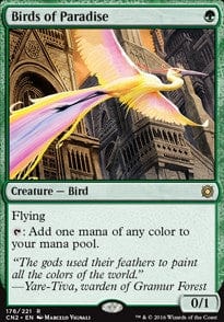 Birds of Paradise